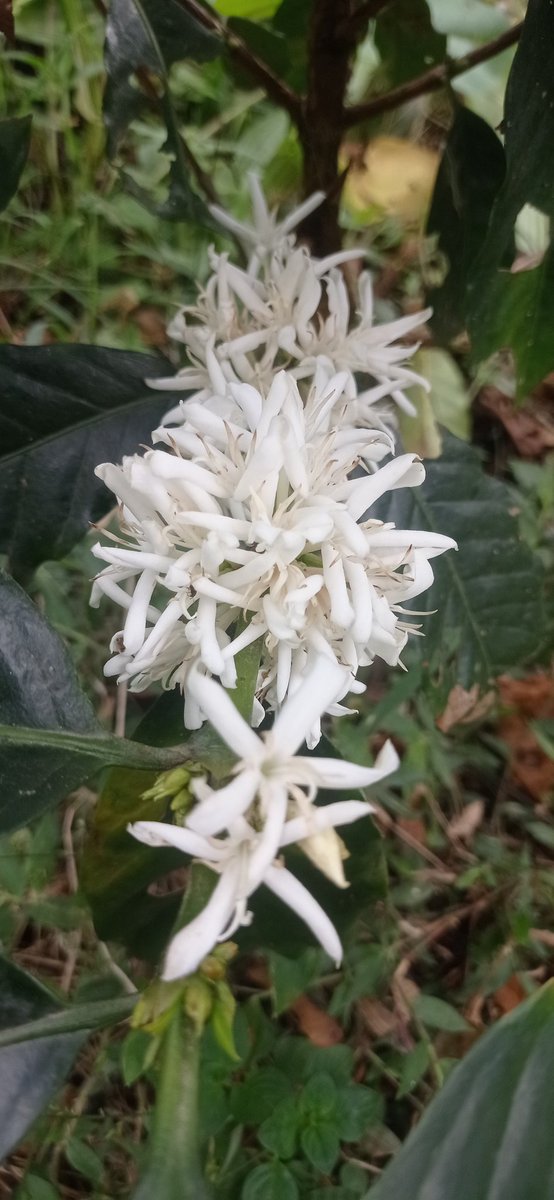 Vamos que vamos  floración de café variedad papayo