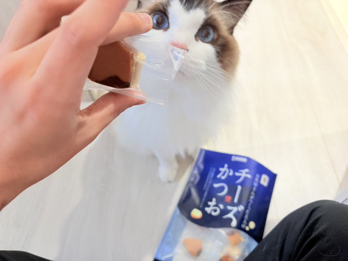 phiru0924's tweet photo. 猫の日🥰
毎日沢山の可愛いをありがとう

#ラグドール
#フィルくん
#猫の日 https://t.co/O0ezoBeIqT