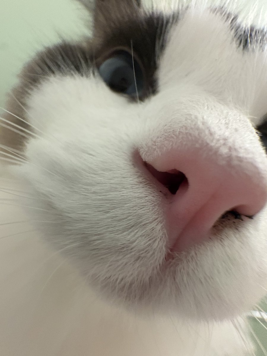 phiru0924's tweet photo. 猫の日🥰
毎日沢山の可愛いをありがとう

#ラグドール
#フィルくん
#猫の日 https://t.co/O0ezoBeIqT