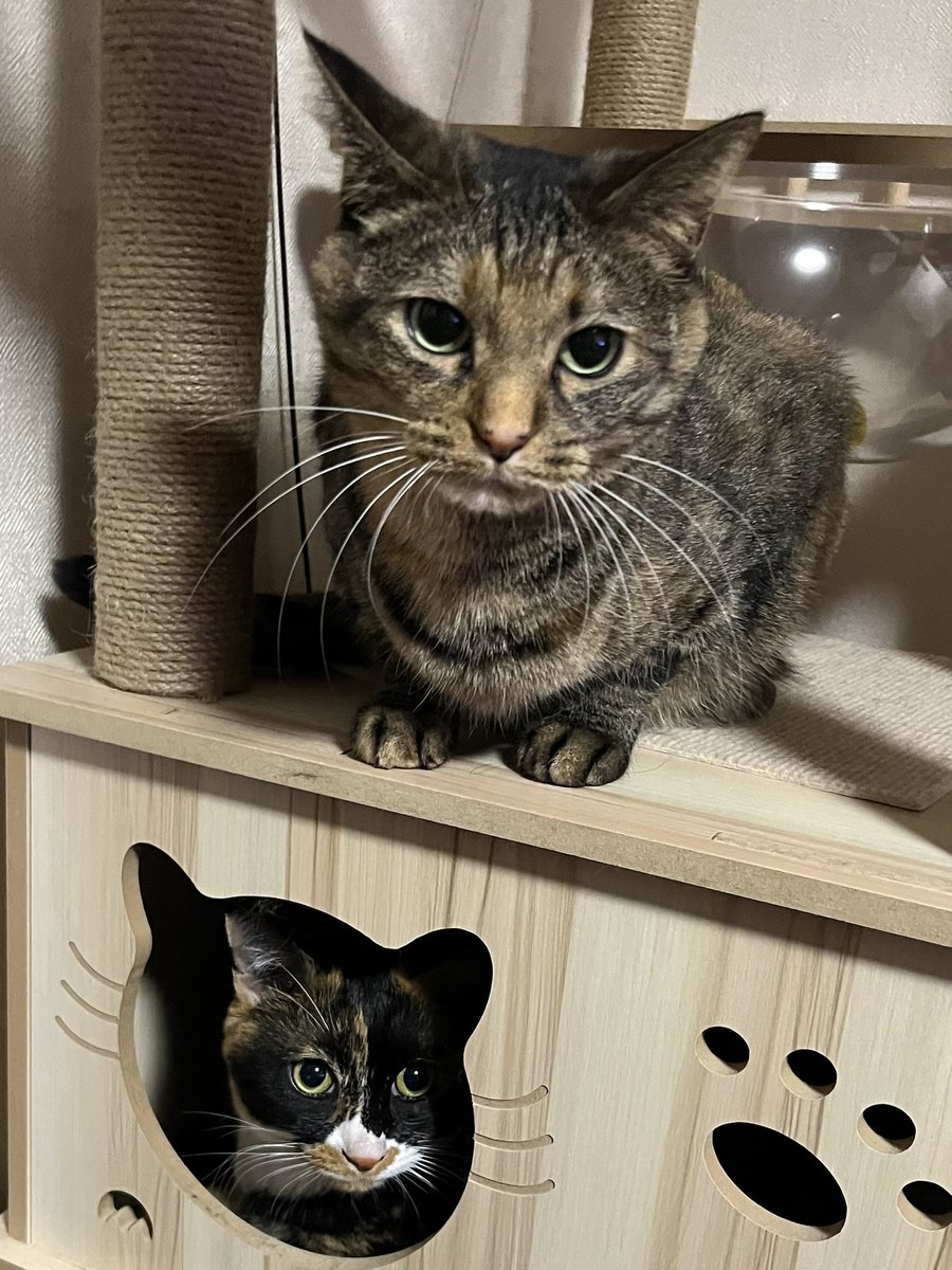 ねこのひ〜🐈🐈‍⬛✨