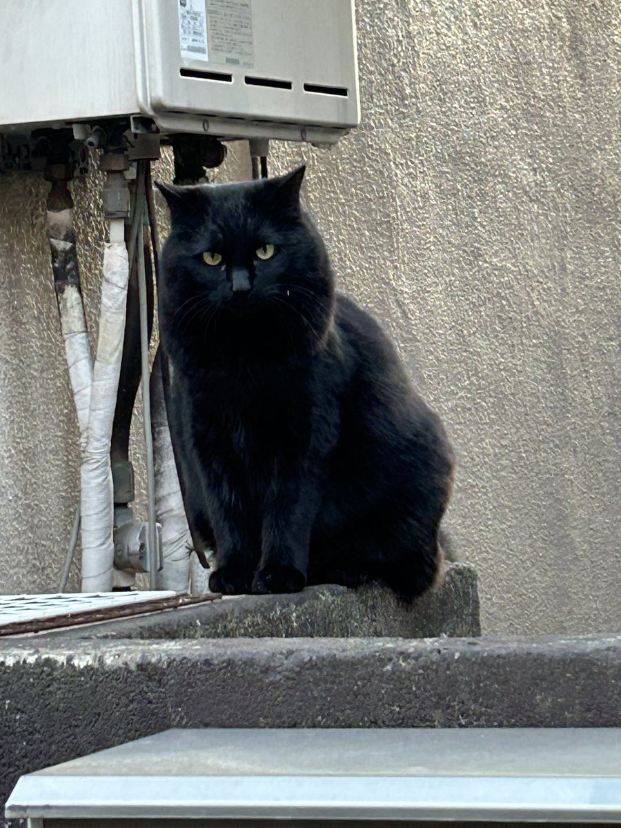 帰りに黒猫さんに会えました❤️