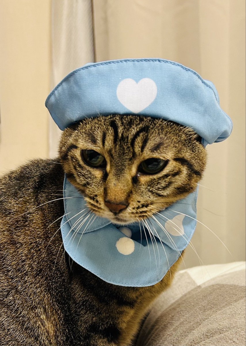 uri_ruby's tweet photo. にゃんにゃんにゃんの日🐈
癒しのニャース達 https://t.co/3QTkk2xcYo