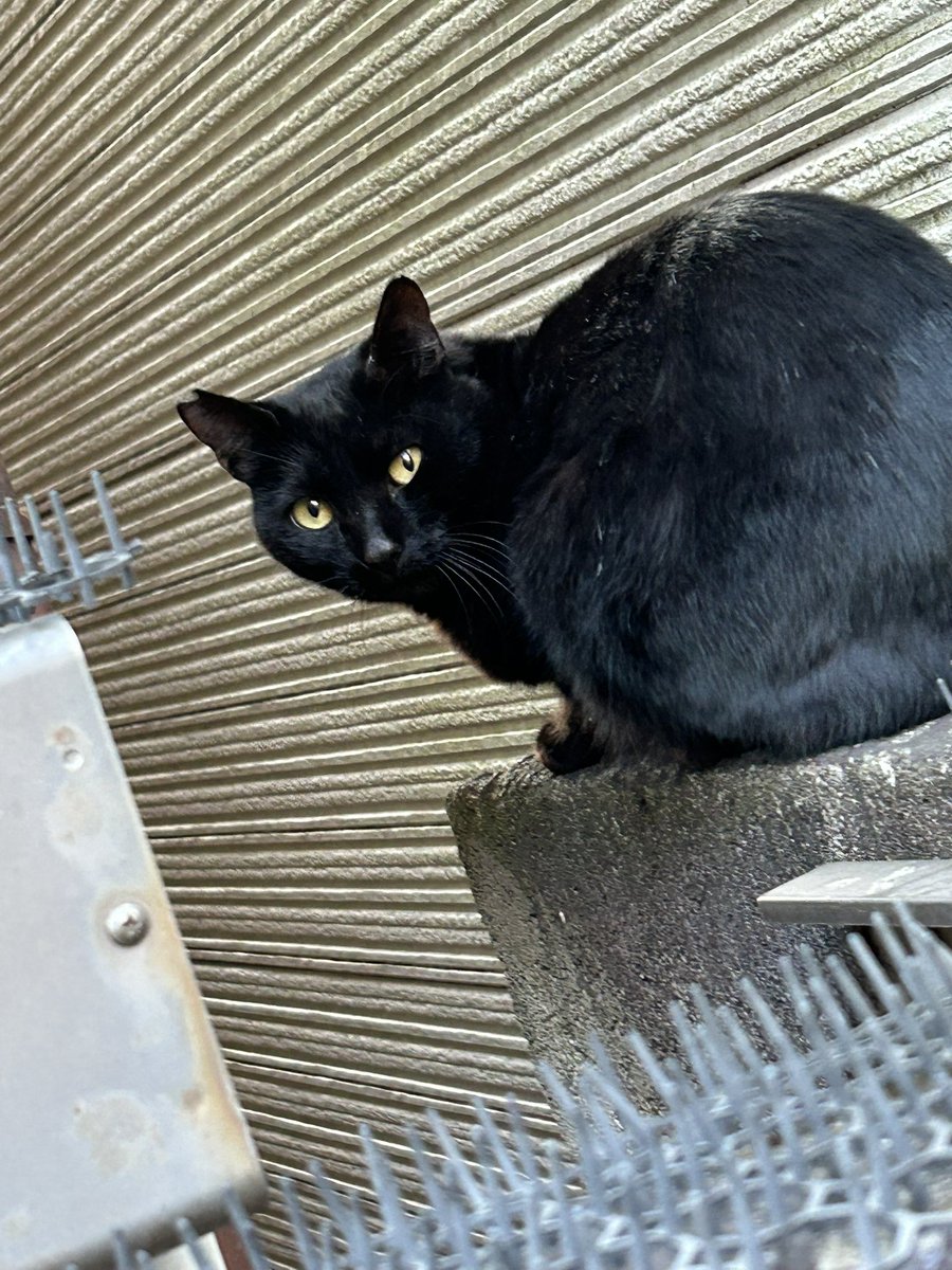 もう1匹の黒猫さんにも会えました❤️
