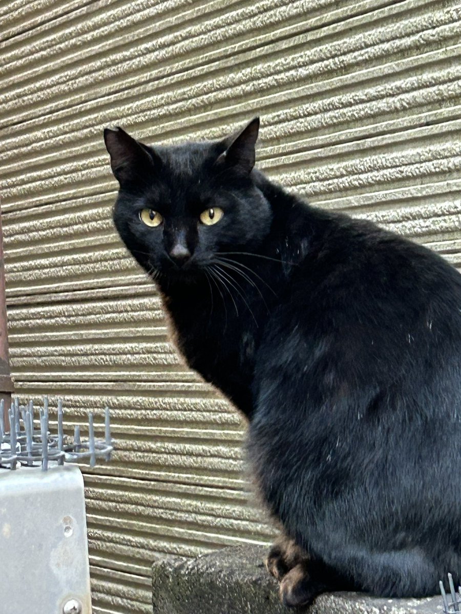 もう1匹の黒猫さんにも会えました❤️