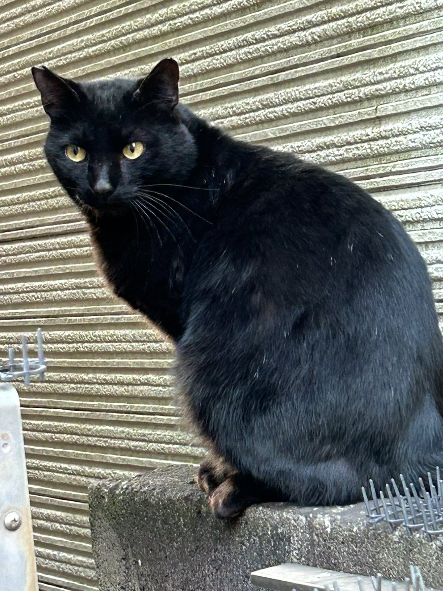 もう1匹の黒猫さんにも会えました❤️