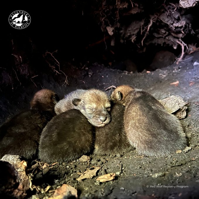 What is North Carolina waiting for to start building wildlife crossing over/under the highway 64?  the state had received $25 million grant from Federal gov, plus $4milion private donation raised by the Center for Biological Diversity