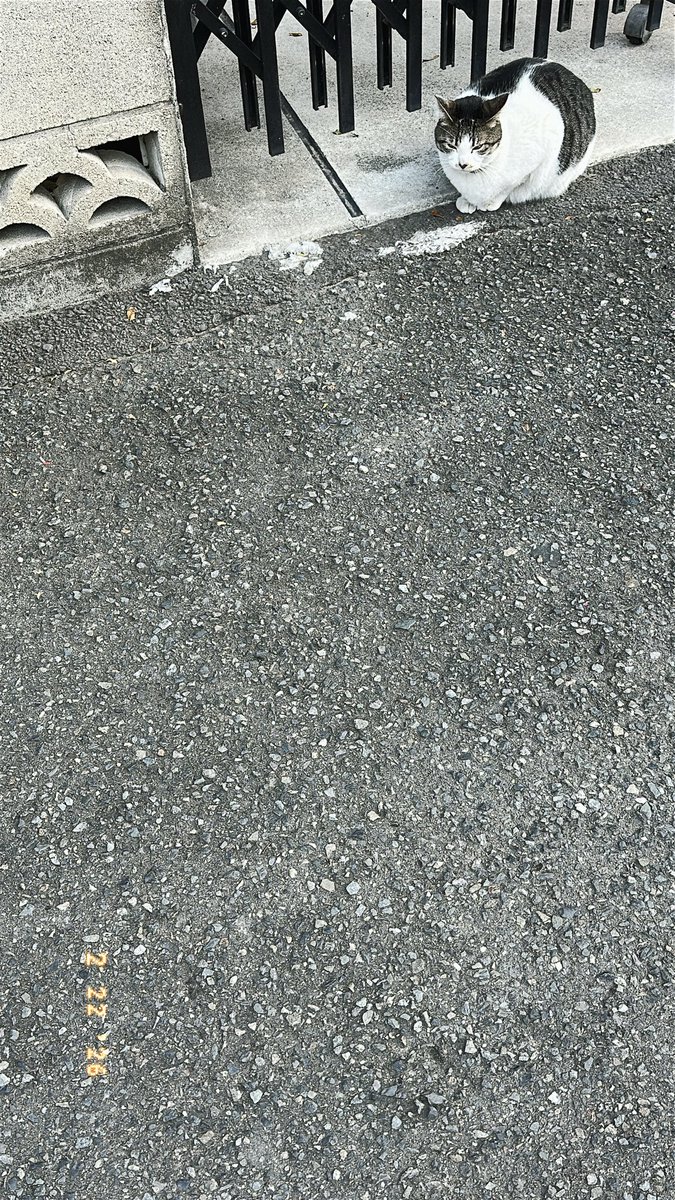 おはよございます！
にゃんこに見守られて朝ランしました🐈♡
そして昨日は久々に岩盤浴に行けてめちゃくちゃ身体スッキリ🥳