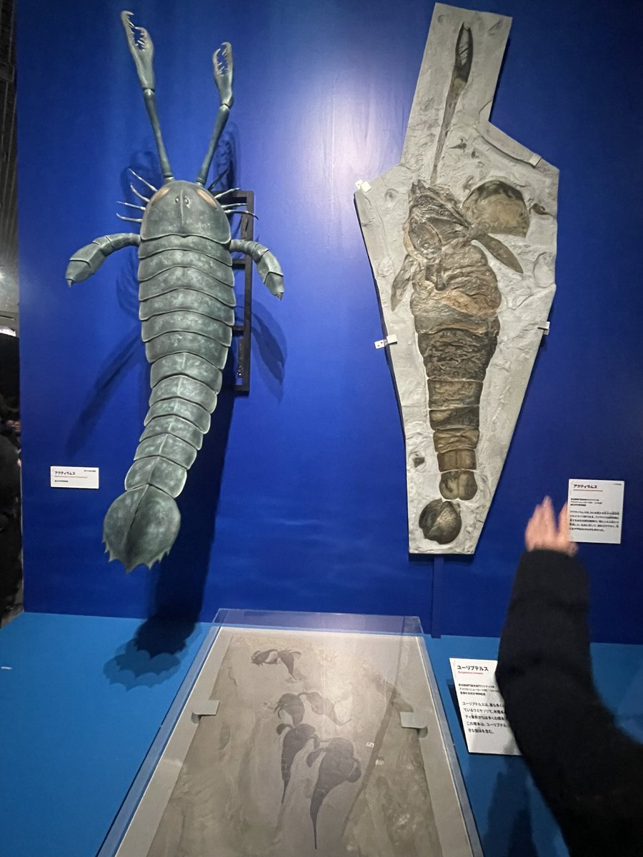 teyo_Reptiles's tweet photo. 大絶滅展激混みでした...
恐竜も面白いけど、カンブリア〜シルル紀辺りも面白い https://t.co/1QPNYIIdLG