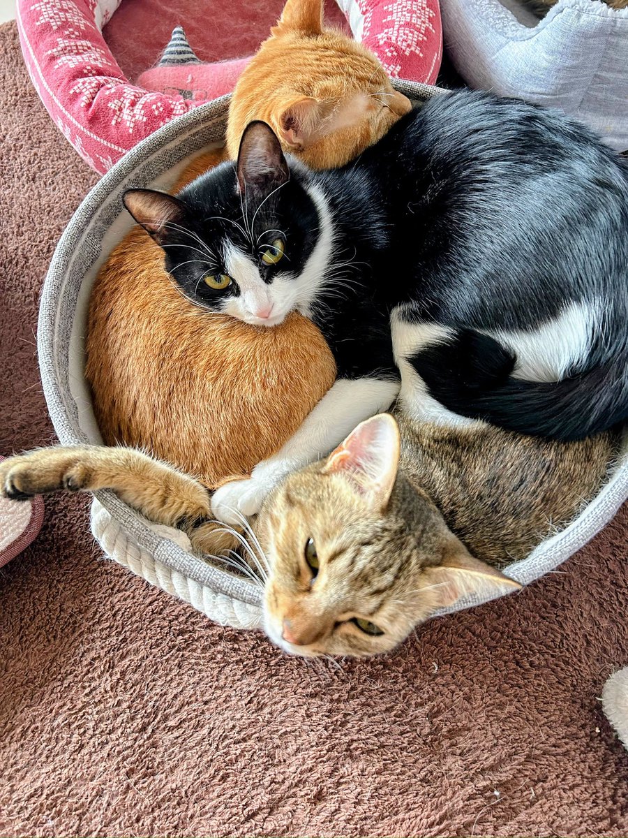 abeshi0429's tweet photo. 全てのニャンに幸あれ🐾
 #猫の日 https://t.co/mPlxpQX0ab