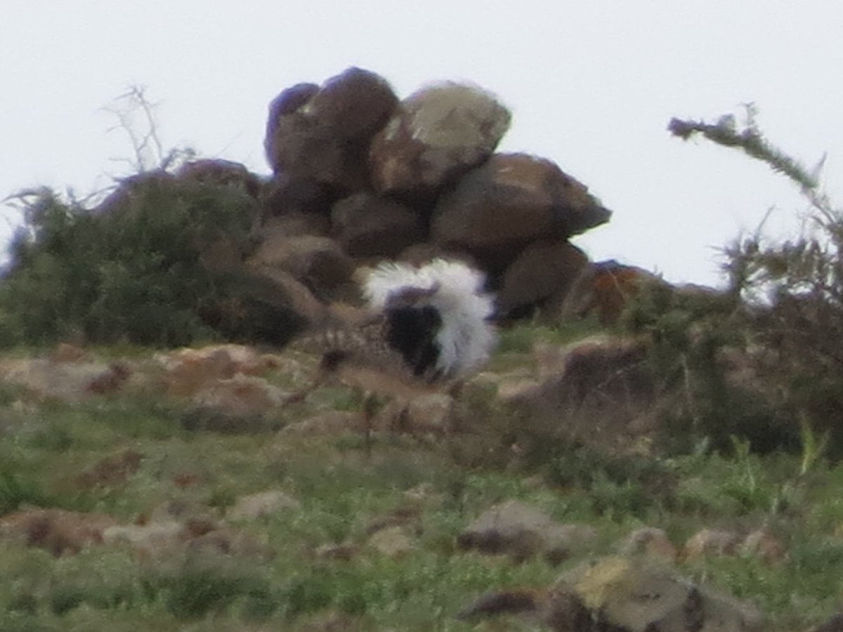 Juvenile Birder tweet media