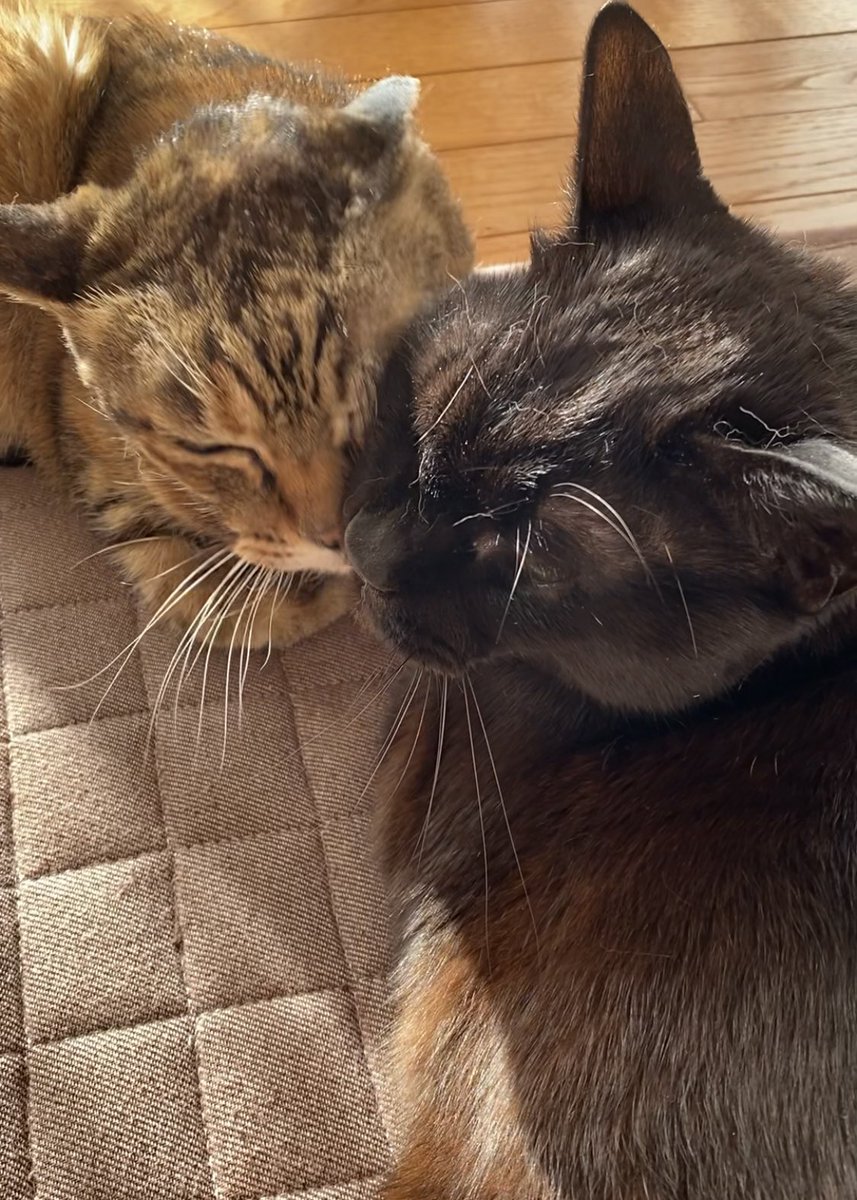 今日もウチのニャンx2に、朝からいっぱい幸せをもらっています 愛