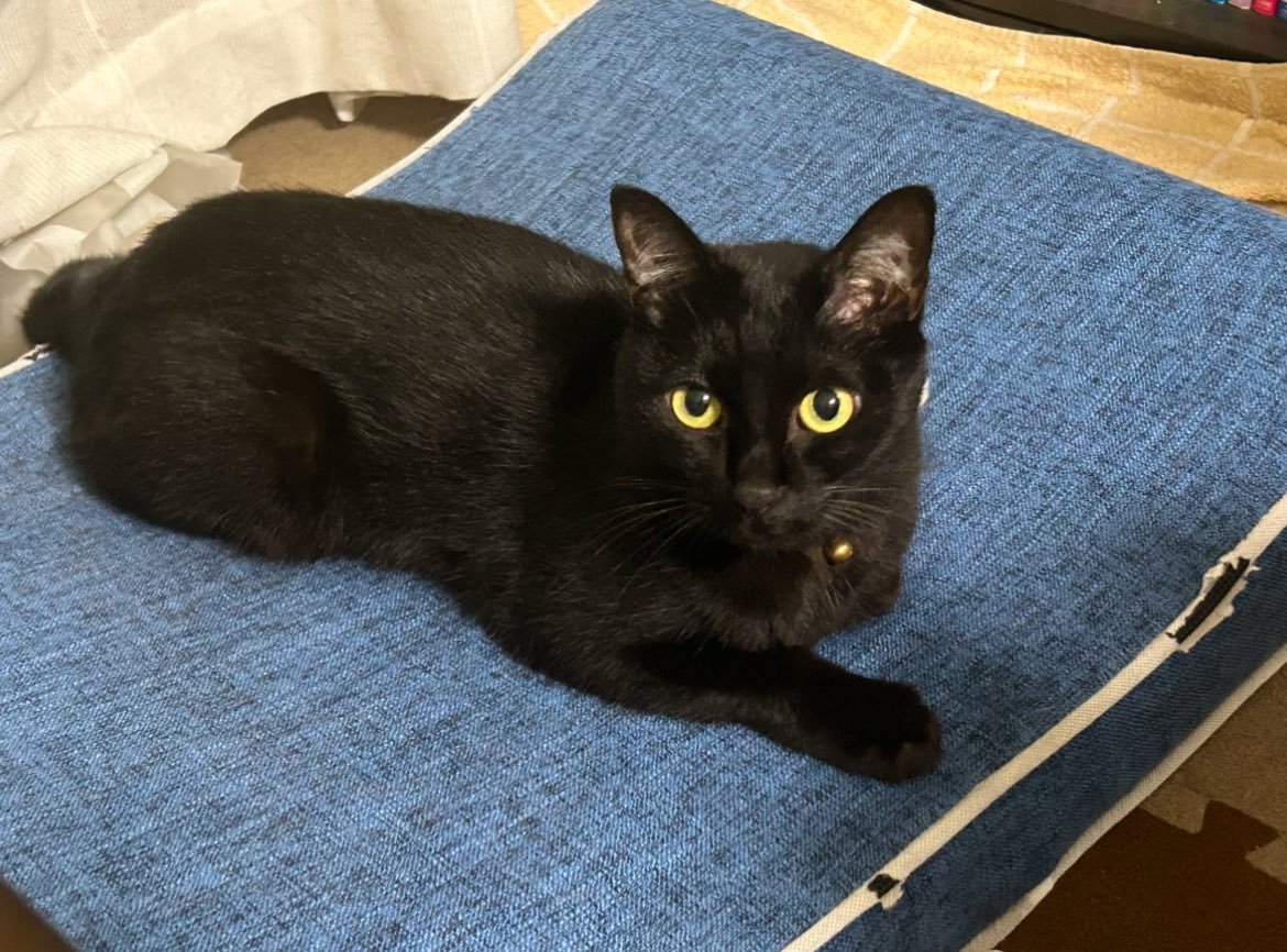 questPRIN's tweet photo. 推しにゃん🐈‍⬛ᩚ🐈ᩚと可愛い母親🍆
#猫の日
#ねこの日 
#すすちゃちゃ 
#飯田愛梨 
#飯田ニャンズ https://t.co/Wr2U0BktiO