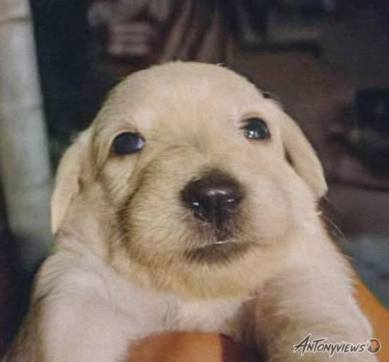 Matrep98's tweet image. Mi familia no lo sabe, pero una vez comieron tortillas del piso: