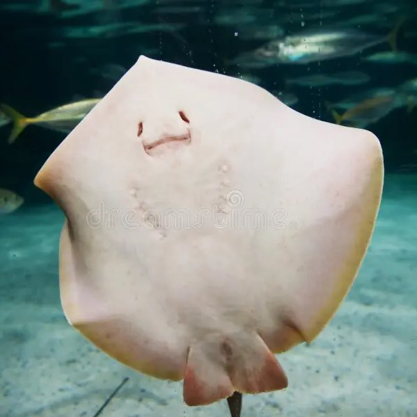 jjismyeomma's tweet image. RT @jaeriwho: he looks like a stingray. i like that a lot. i like this pictjre