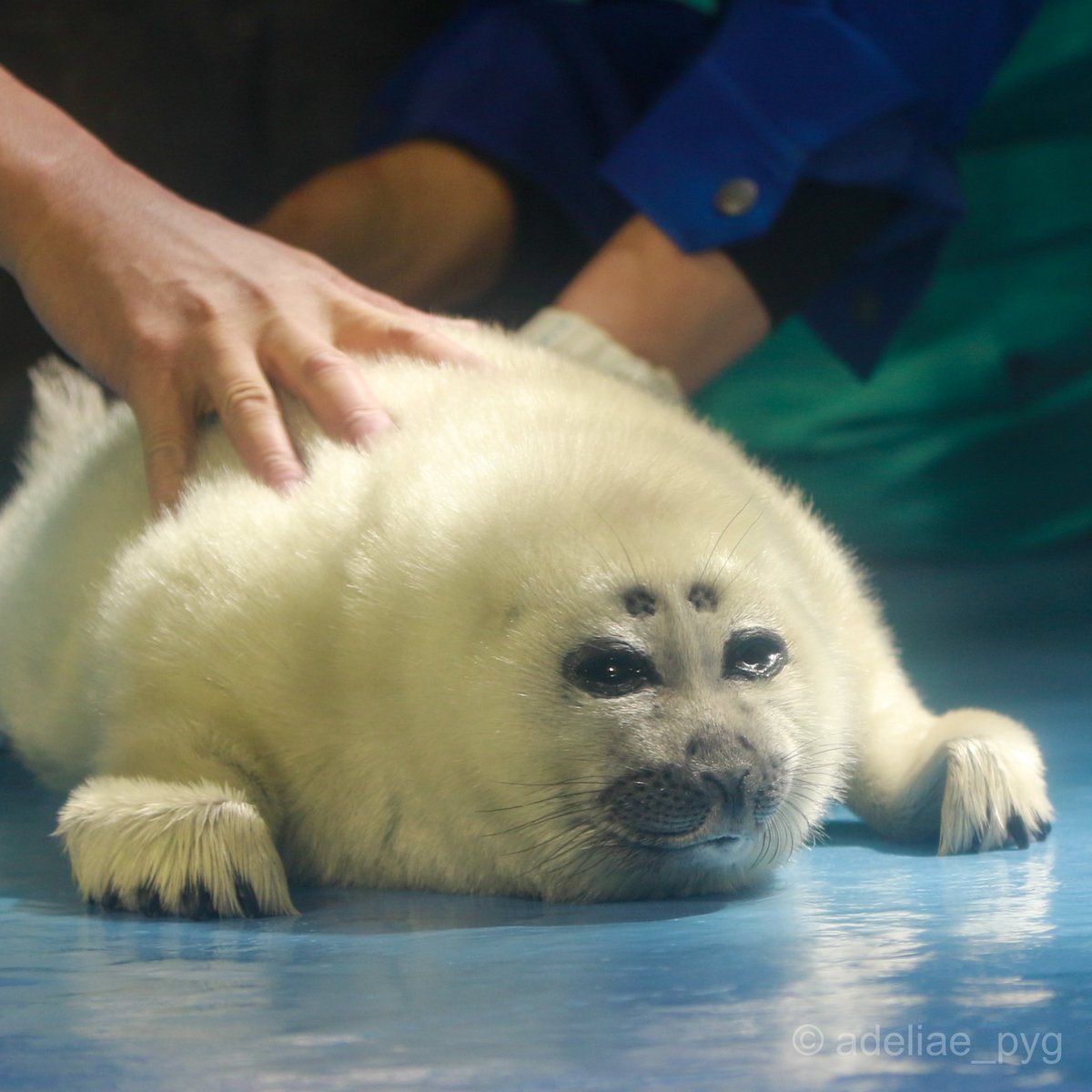ニコ坊誕生日おめでとうな