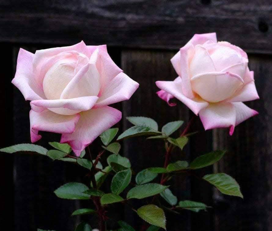 ஒவ்வொரு சாதனையும் மற்றவர்கள் முறியடிப்பதற்காகவே 
செய்யப்படுகின்றன .....                                                   #இனியகாலைவணக்கம்....