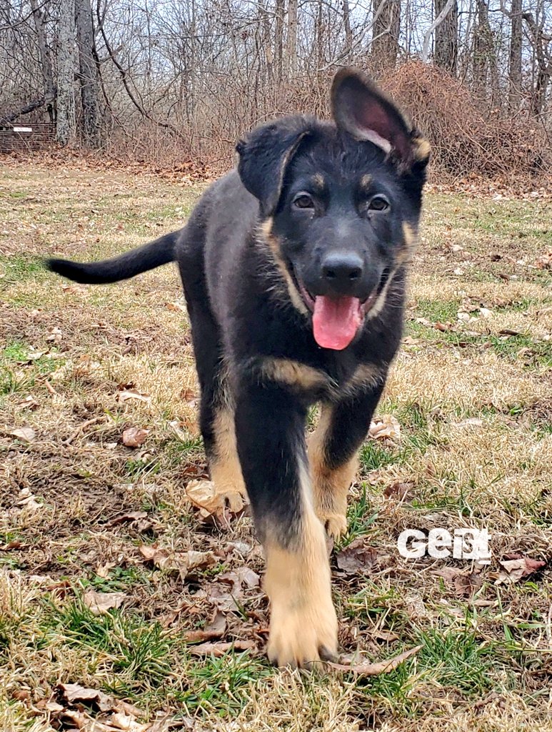 Geist, handsome lil lad. 

"Good, better, best. Never let it rest. 'Til your good is better and your better is best."