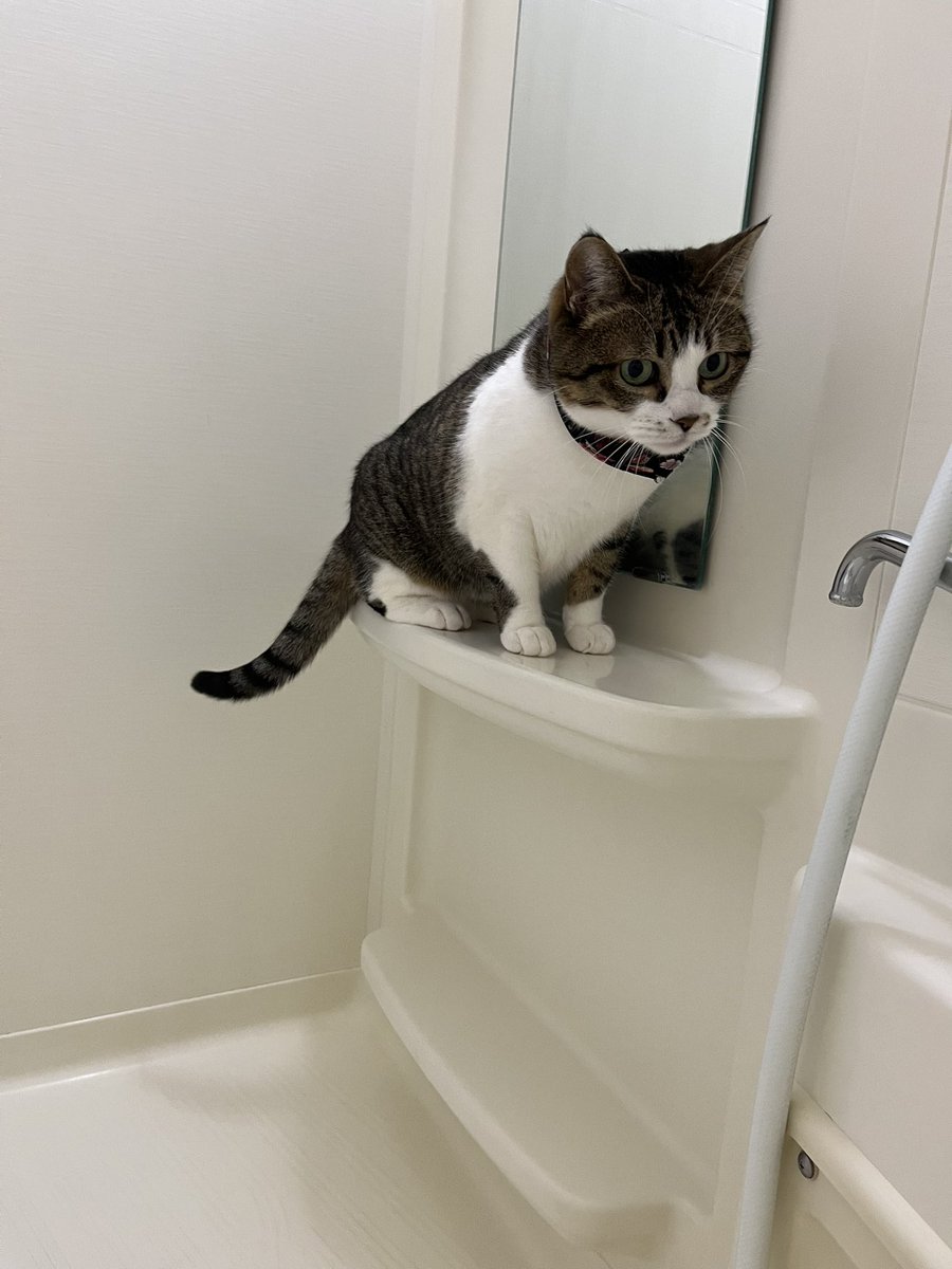 2.22🐈にゃんの日🐈🐈🐈 にゃんさん9歳のお誕生日🩷🎂 私にとっては