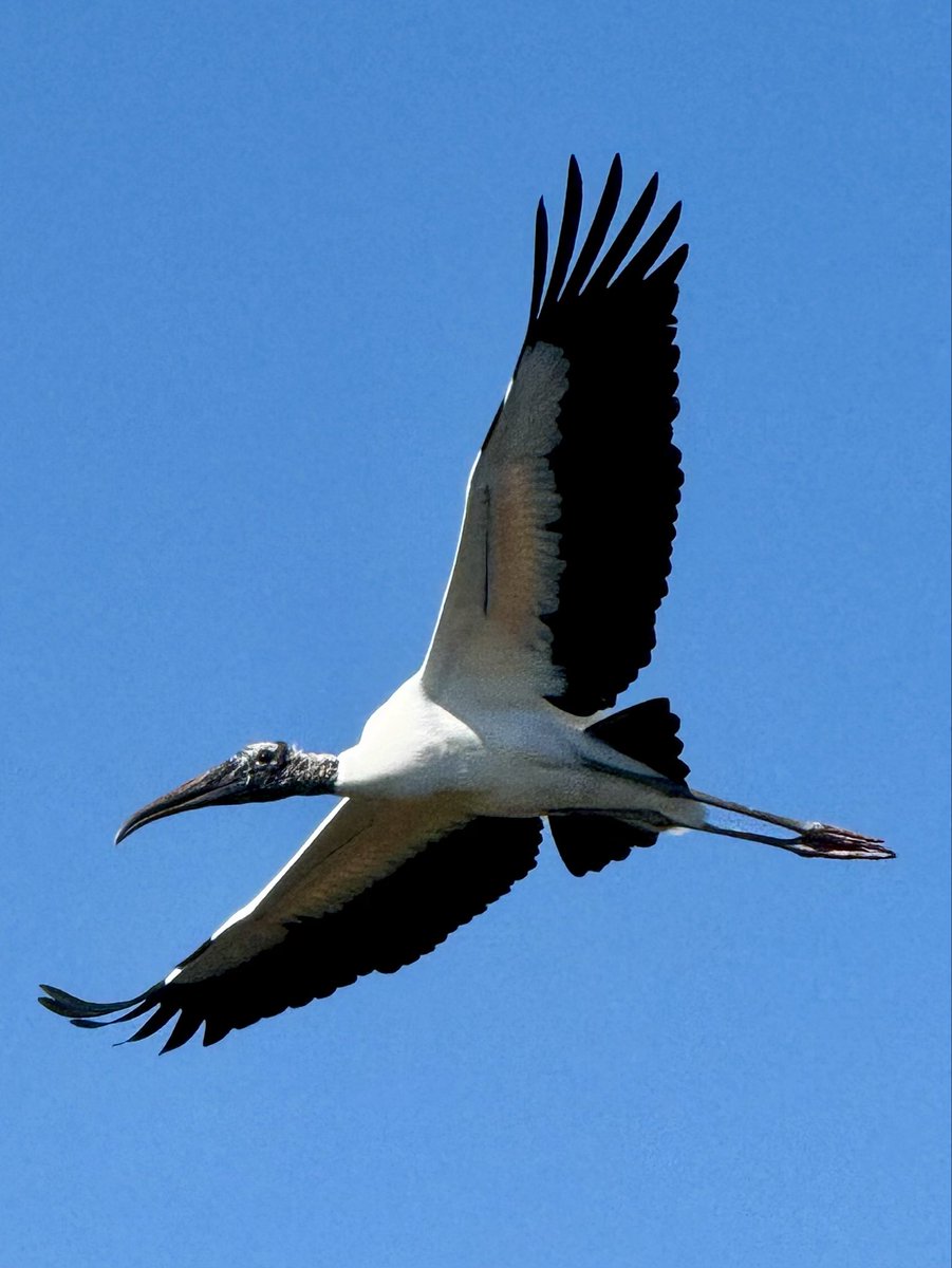 dolbyl's tweet image. Such a glorious day out there…Florida glorious ❤️! #optoutside #getoutside #nature #NaturePhotography #lovefl #hikefl #hikeflorida #floridatrails #trailslikethese