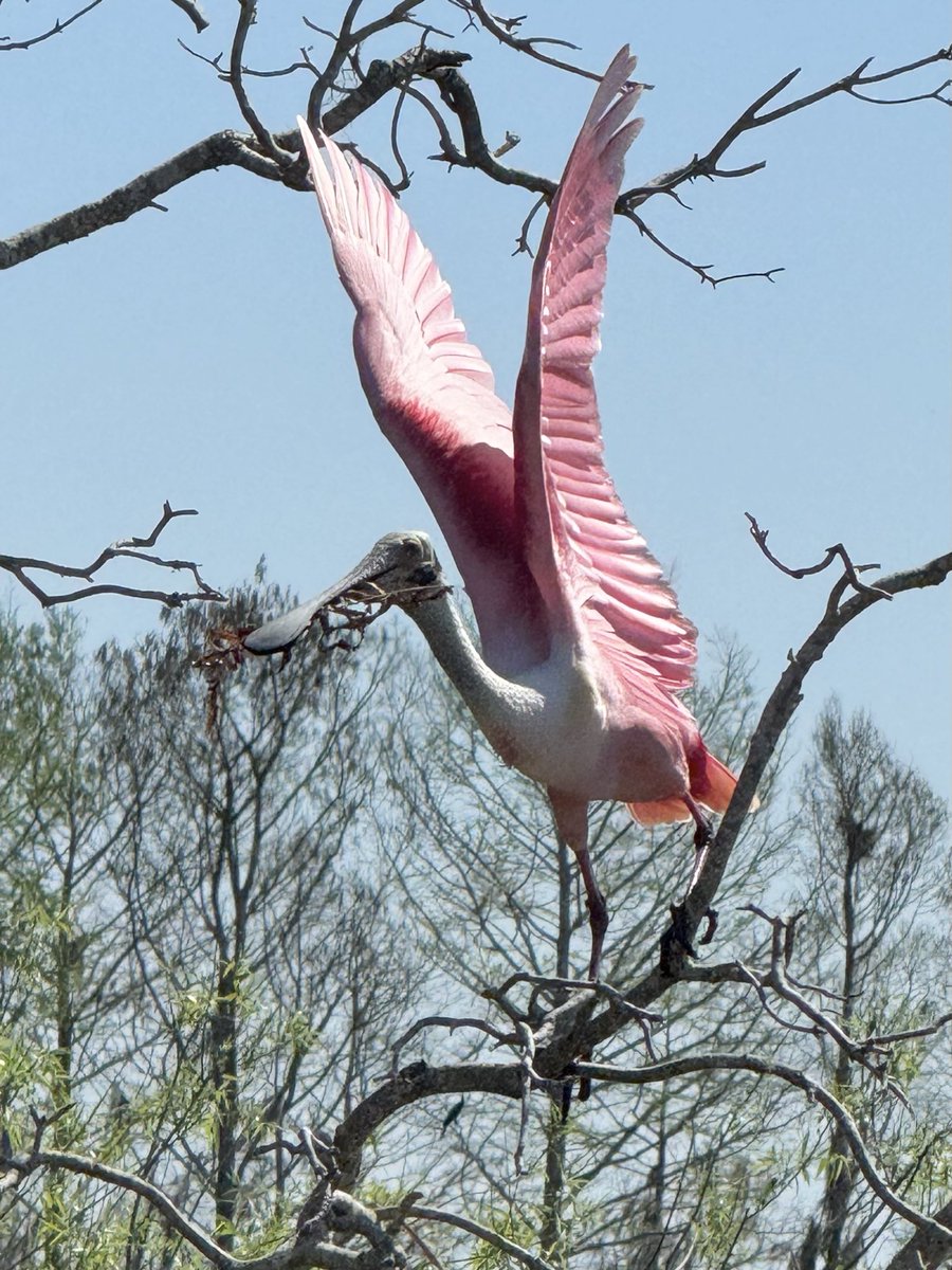 dolbyl's tweet image. Such a glorious day out there…Florida glorious ❤️! #optoutside #getoutside #nature #NaturePhotography #lovefl #hikefl #hikeflorida #floridatrails #trailslikethese