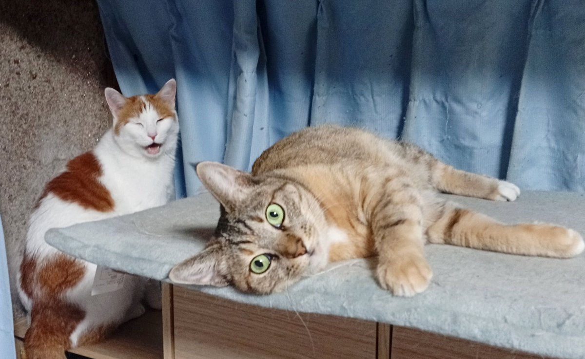 H0UME1's tweet photo. #猫の日 #ねこの日 #ネコの日 #にゃんにゃんにゃんの日 https://t.co/RkGxpehdNj