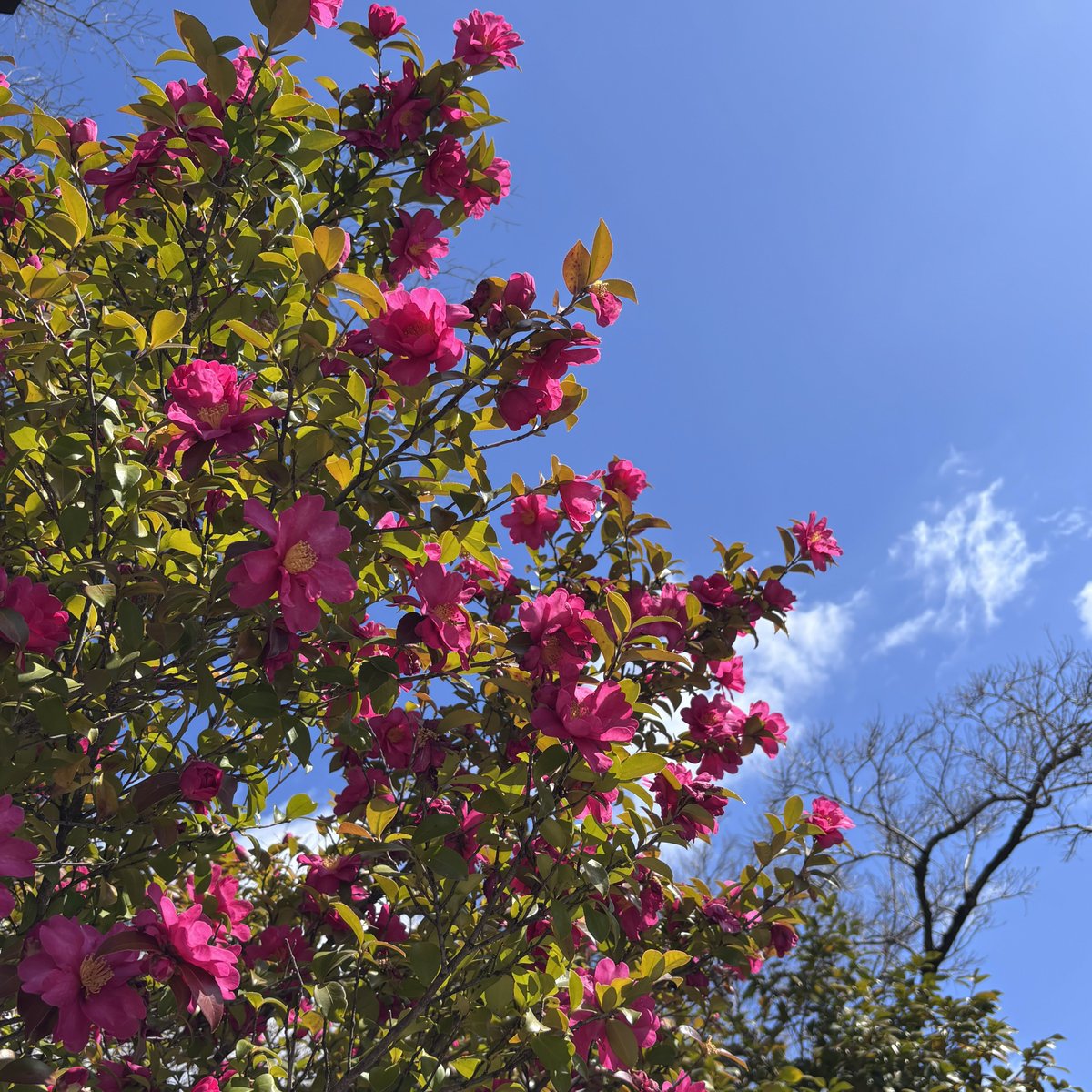 おはようございます