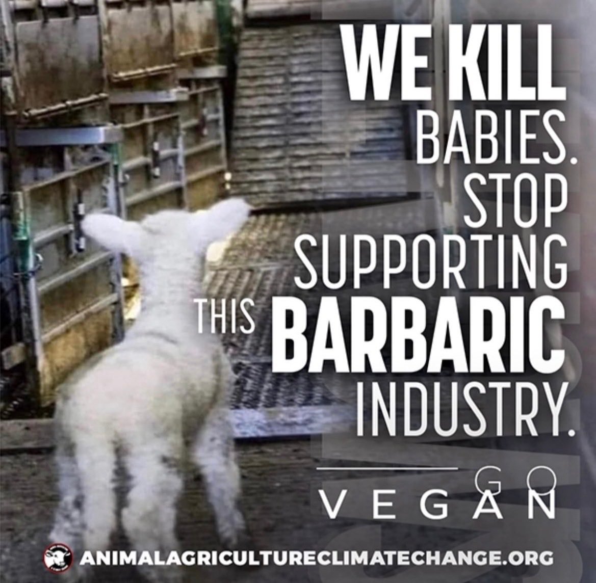 Why Aren't You Vegan? tweet media