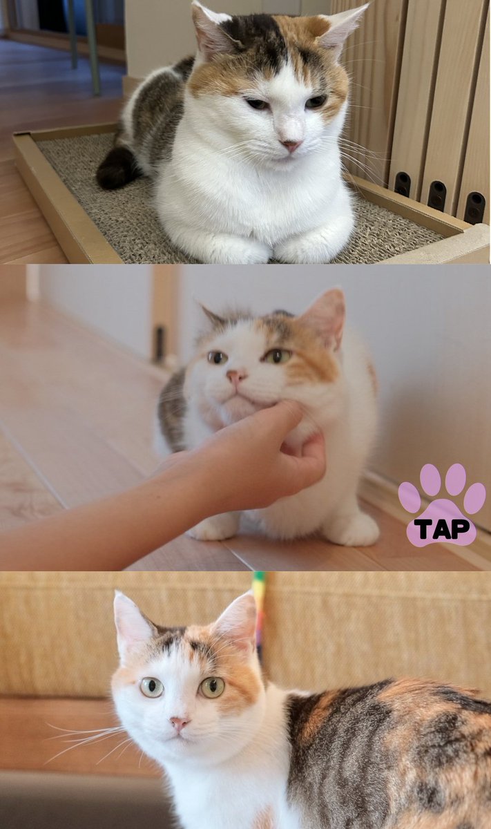 makuake_ca's tweet photo. ＼🐾にゃんにゃんにゃん🐾／

2月22日は 🐈 猫の日 🐈

まっくんがMakuake社員の猫ちゃんを集めてくれました😽

タップするとかわいい姿がさらに…🩷
ポチッとしてみてね🐾

#にゃんにゃんにゃんの日
#ねこの日
#ネコの日 https://t.co/U78w0H9C2a