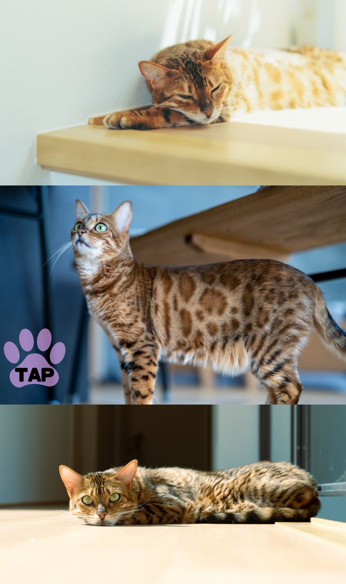 🐾にゃんにゃんにゃん🐾／ 2月22日は 🐈 猫の日 🐈 まっくんがMakuake