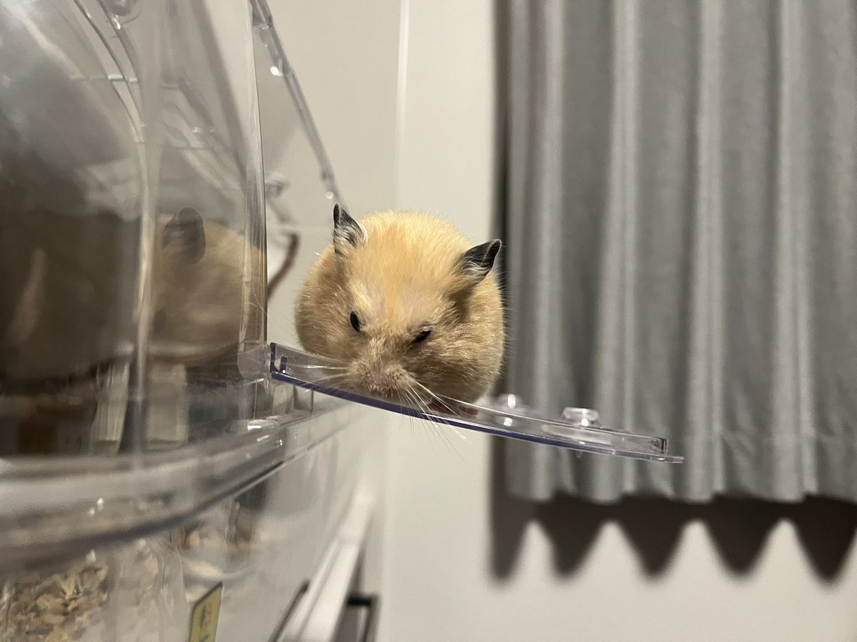 百獣の王 (@daitokaisaitama) / Posts / X