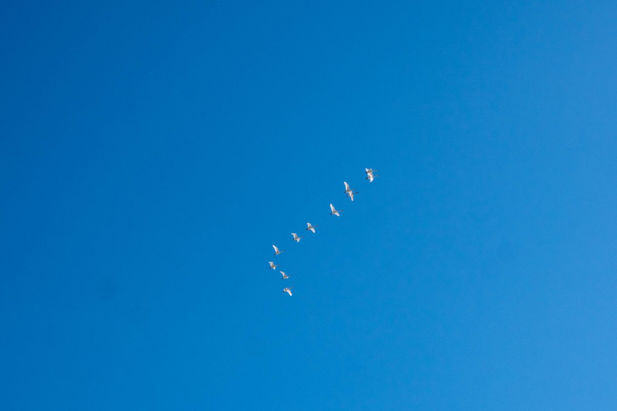 カリンさん tweet media