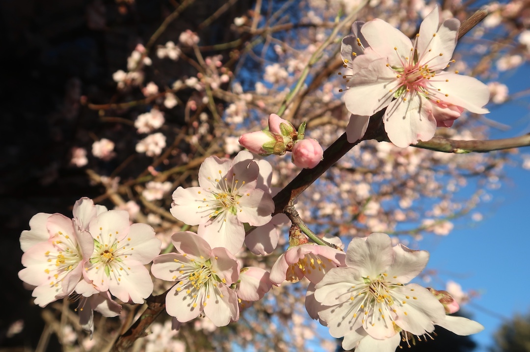 Già fiore mimose, violette, camelie e mandorli a Orvieto ミモザの