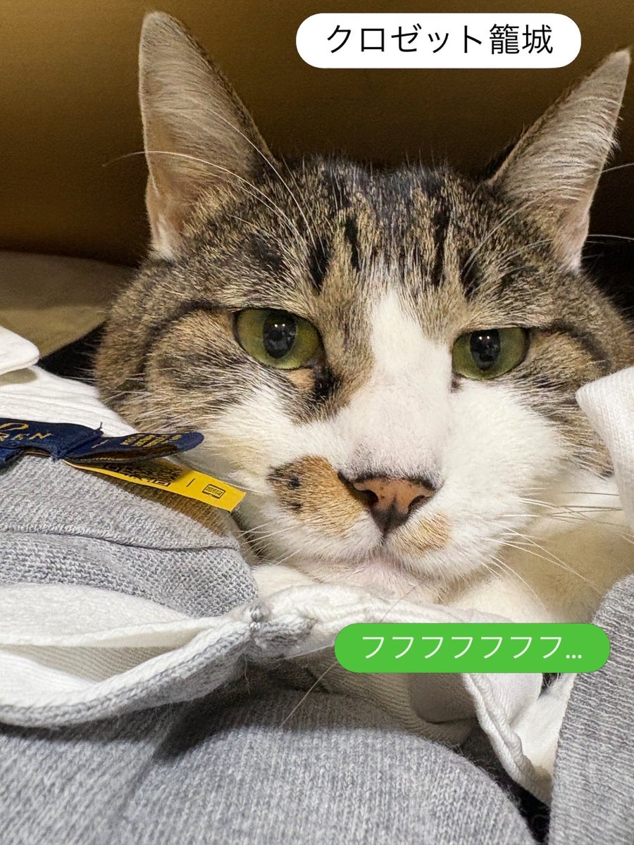 2026年猫の日 猫のみなさま、いつも人間に幸せをありがとう これからも