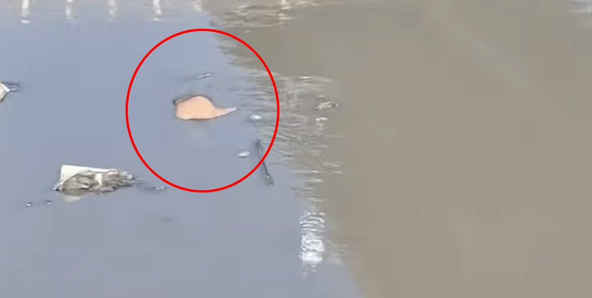 🔴 #Ecatepec | Localizan un cadáver flotando en el Canal Río de los Remedios.
En el estado que gobierna <a href="/PartidoMorenaMx/">Morena</a> la violencia ya ni se esconde: flota.
Pero cuando el tema es #Querétaro ahí sí se ponen los guantes, gritan “crisis” y moralizan.