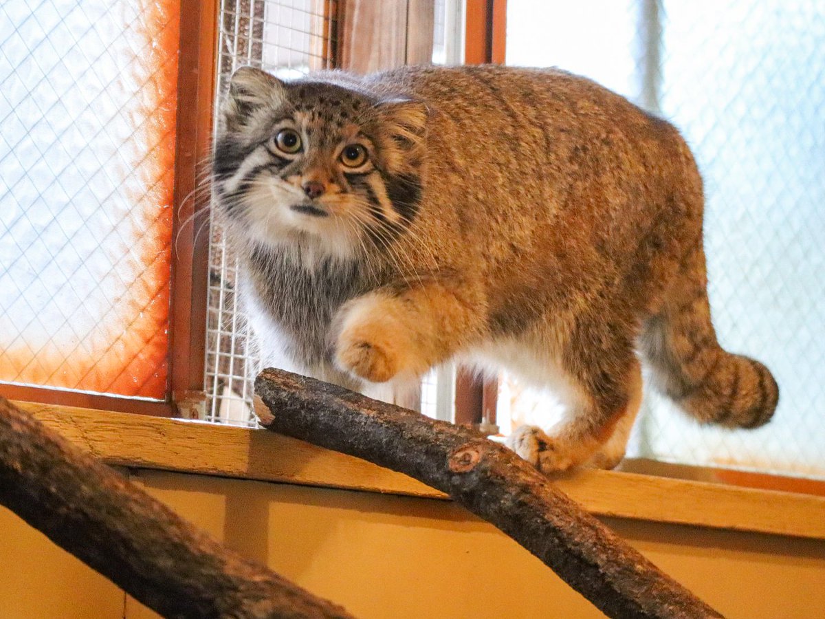 オトちゃん💕
📷:2026.2.18

#マヌルネコ #オト
#埼玉県こども動物自然公園 #SCZ
#manulcat #pallascat #pallasscat