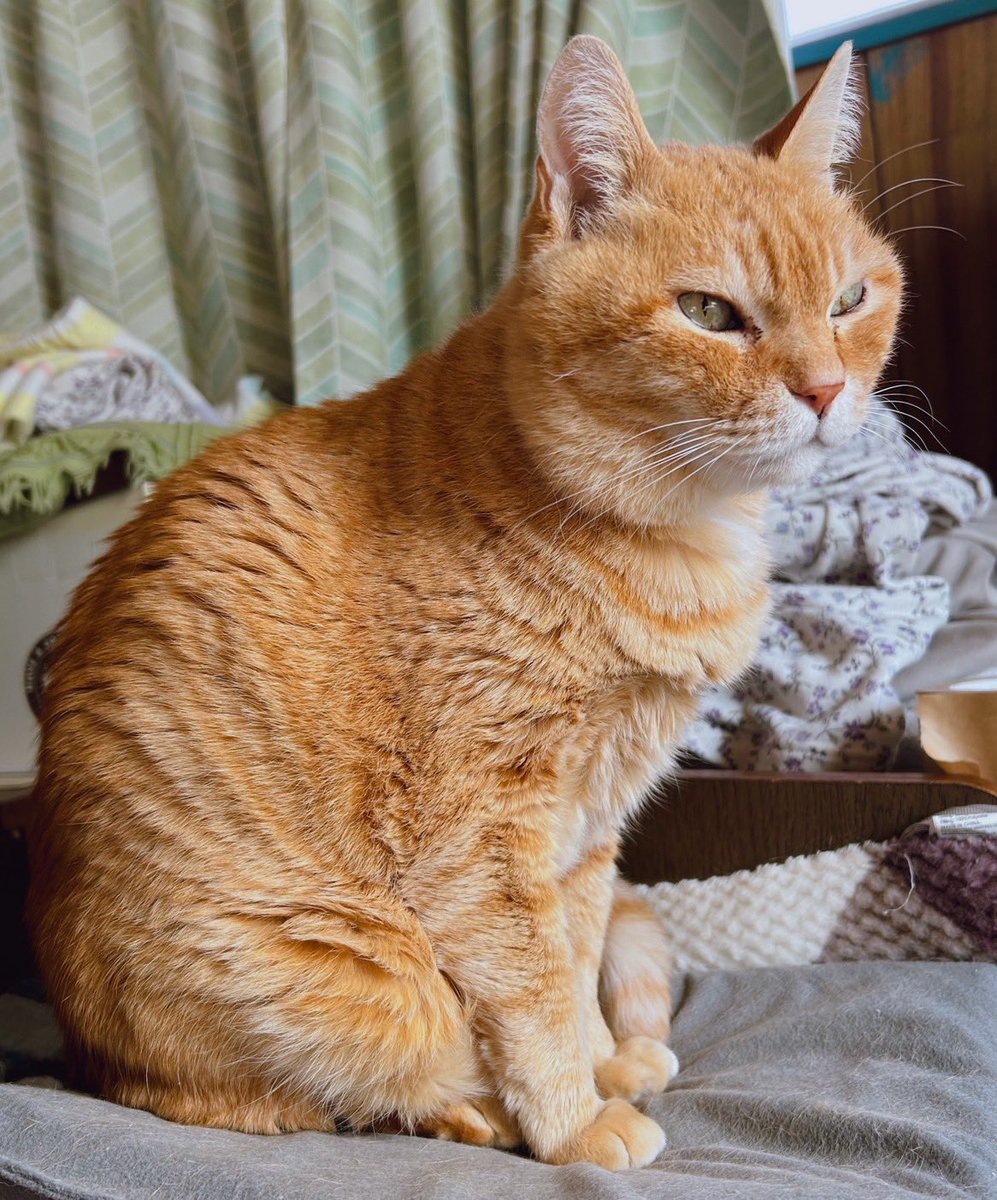 ゴッちゃん😸Go-chan』(20260221)🎨寝起き直後で、寝ぼけ眼だったそう