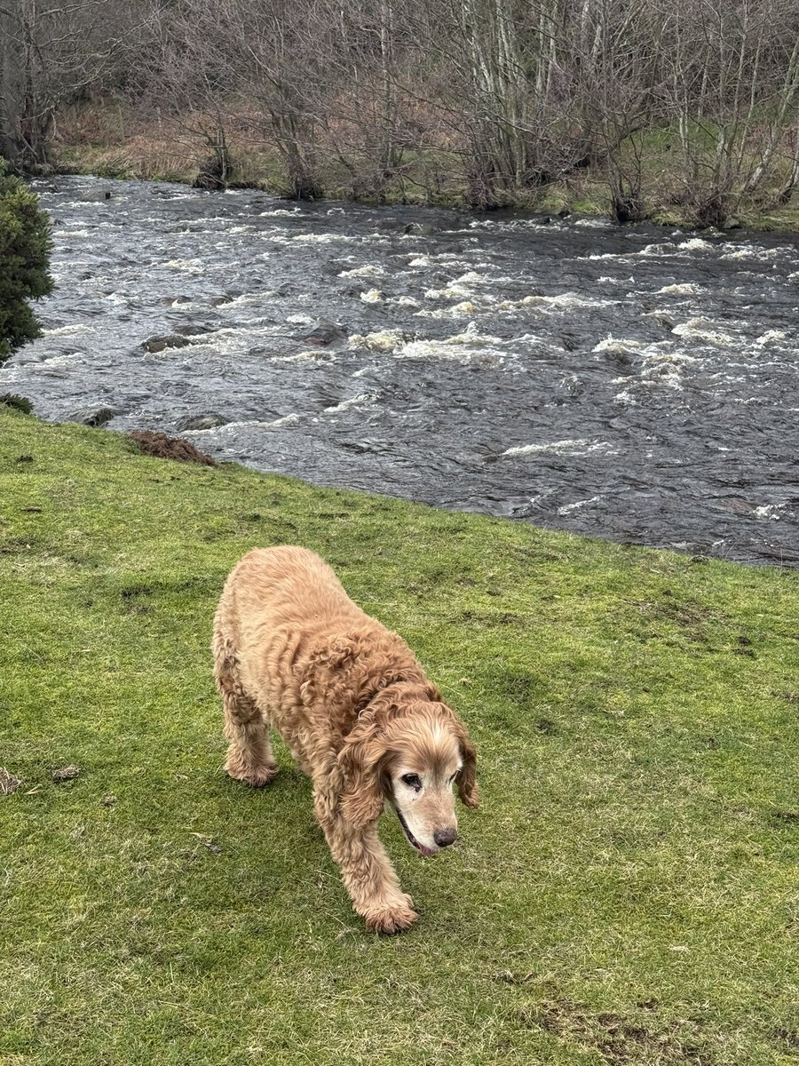 Super Spaniels tweet media