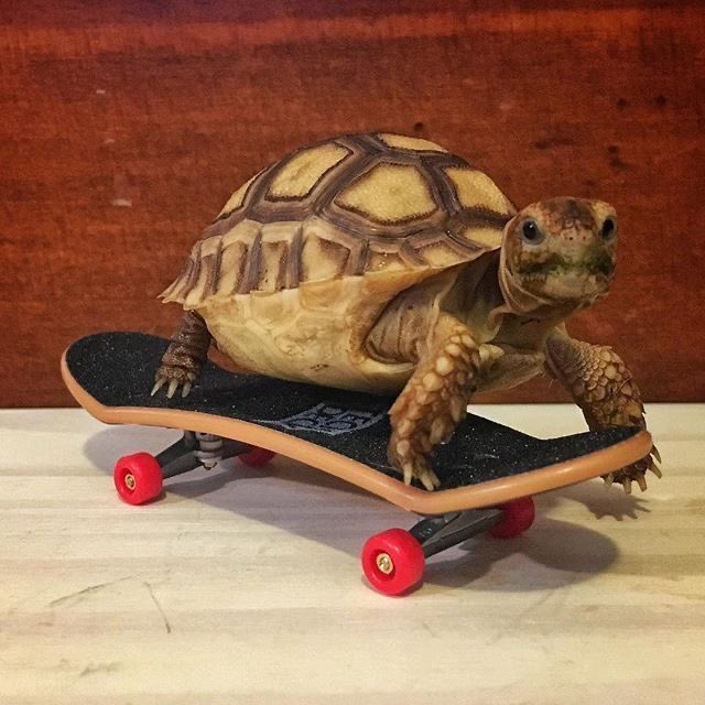llostboo's tweet photo. @helahmrd d’humeur à vouloir te faire des enfants (tortue sur un skate) https://t.co/s0gq2UVVTd