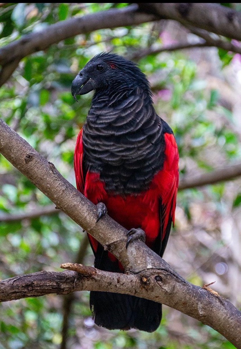 "Loros de Drácula"

Porque casi nadie sabia de la existencia de estos loros, que tienen colores increíbles.