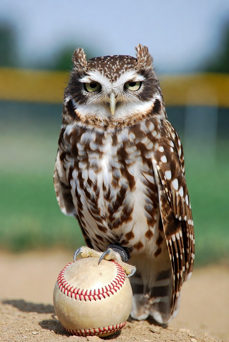 Dave Hora tweet media