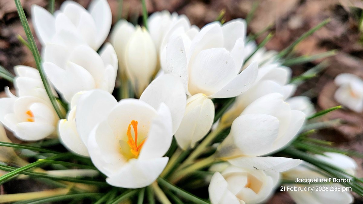 Jacqueline F Baron tweet media