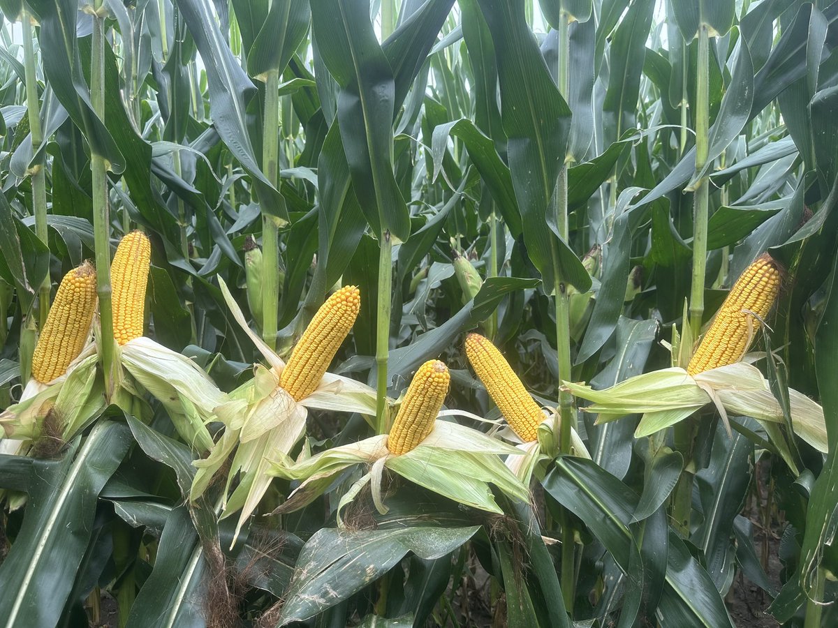 Bodie Kitchel tweet media