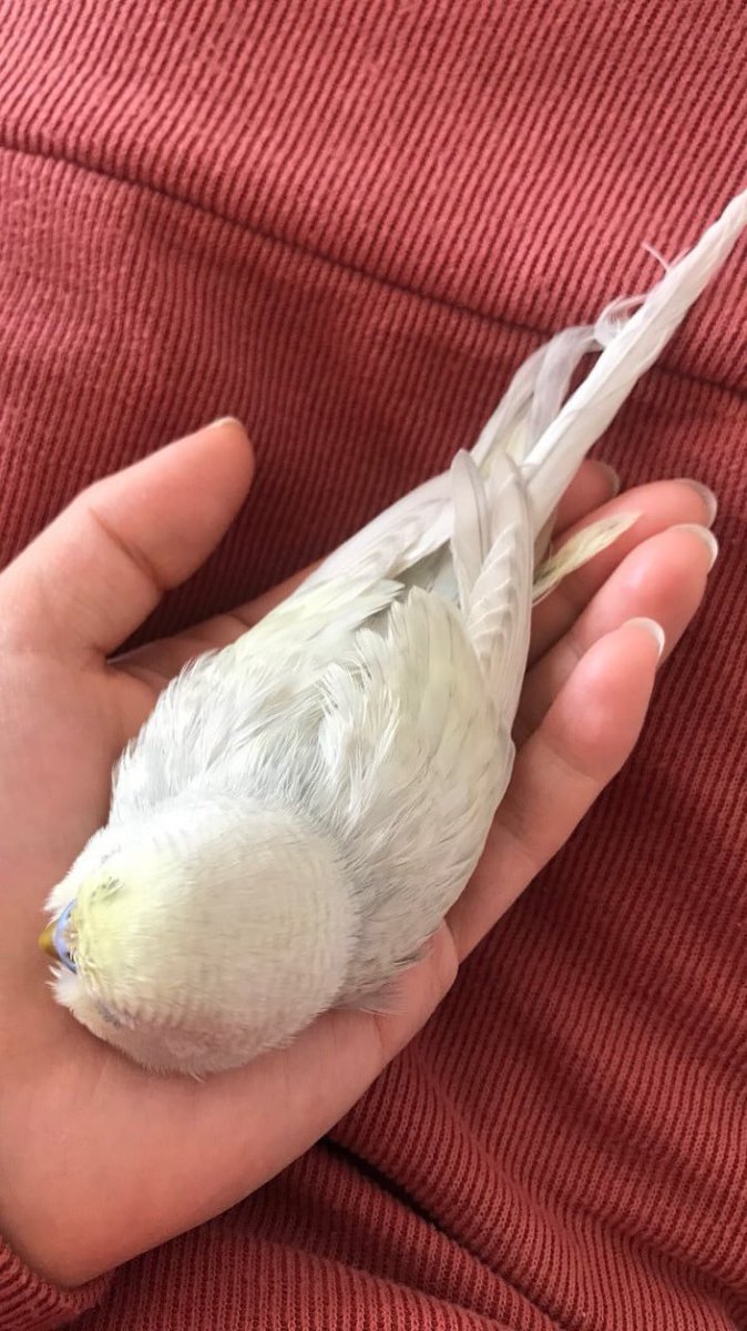 i Love birds...