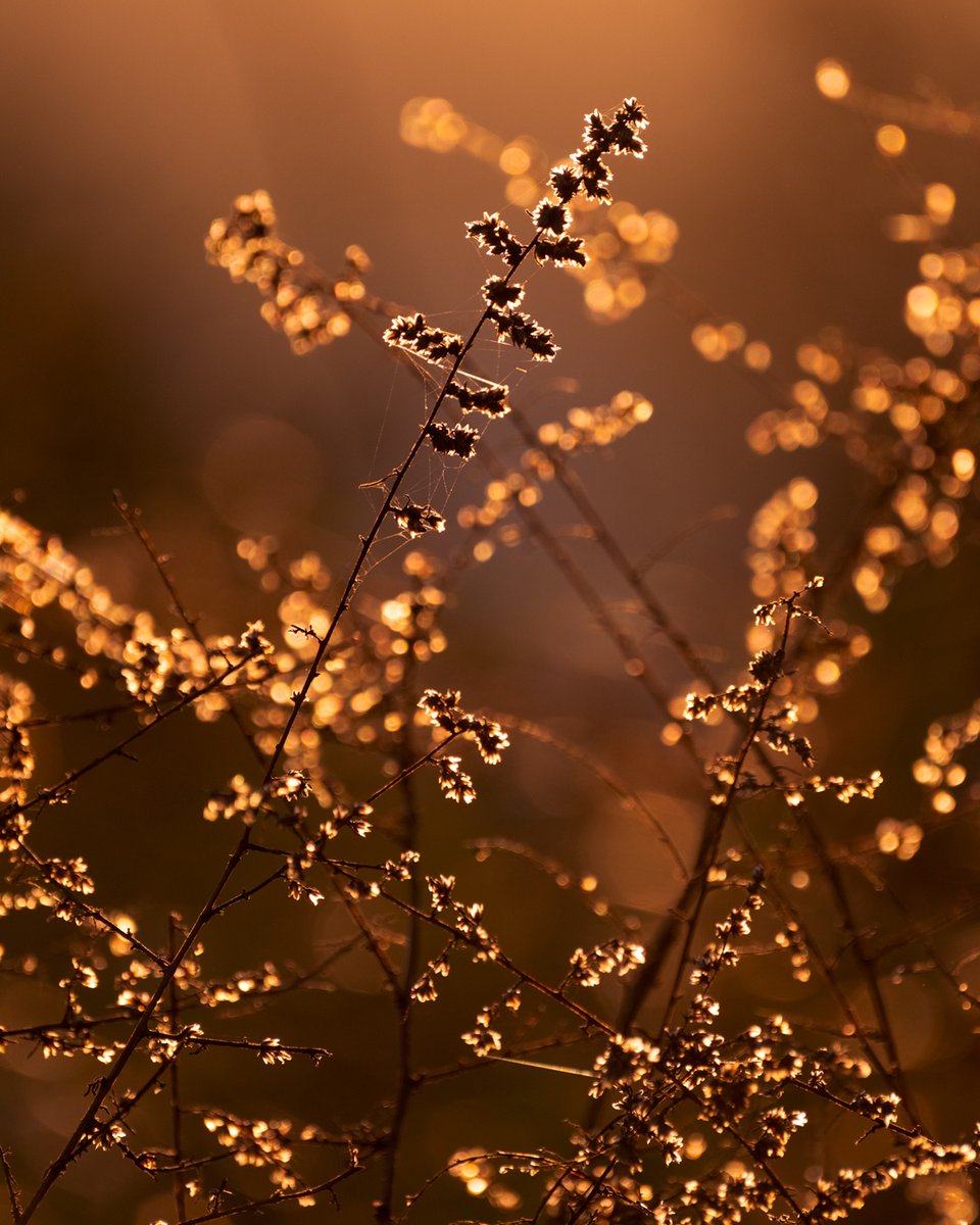 Aquesta tarda he sortit amb l'esperança de trobar alguna papallona.  No ha sigut així, però he gaudit l'estona  i m'he esperat a la posta de sol per perseguir la llum que s'esmunyia entre les plantes
Fujifilm X-H2 + Fujinon 70-300
<a href="/MuseuBdn/">Museu de Badalona</a> <a href="/fujifilm_es/">Fujifilm España</a> <a href="/Foto_K/">Foto K</a> <a href="/petroliedicions/">Pont del Petroli Edicions</a>