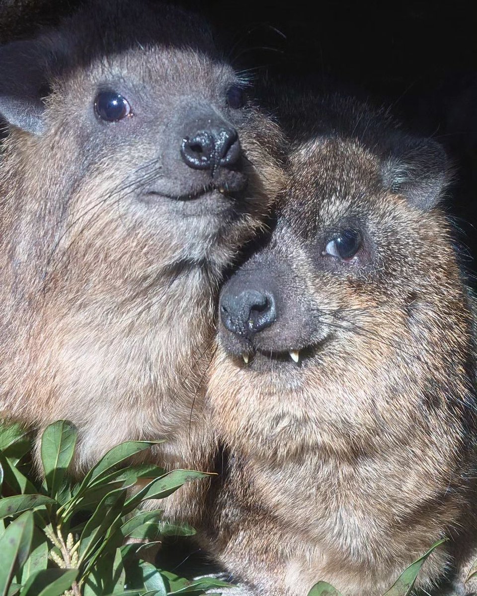 Hyrax Every Hour (@hyraxeveryhour) on Twitter photo 