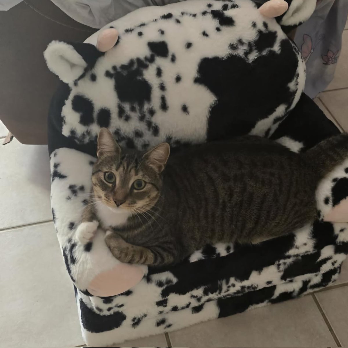 hellokittyrebel's tweet photo. @Garrett_Watts This is my cat artemis. He's very loving just like his sister luna. They love pets, they like to give kisses alot and my luna loves to play fetch lol. She loves her little cow couch and is always meowing for attention. Shes a very high energy cat unlike he brother lol. https://t.co/uUwr59SCNl