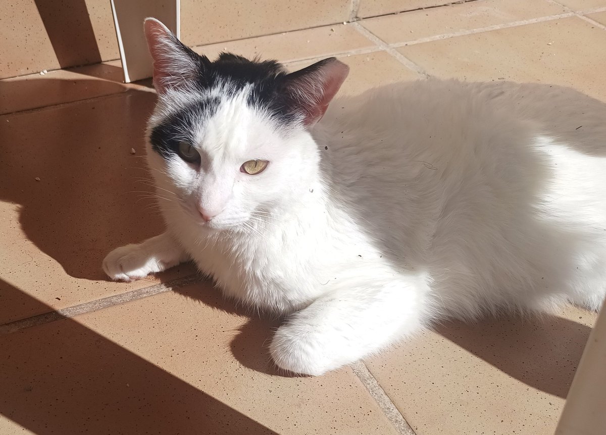 CharlesProfe's tweet photo. ¡Feliz cumpleaños, Haru! 😻 https://t.co/7DEaxV06G4