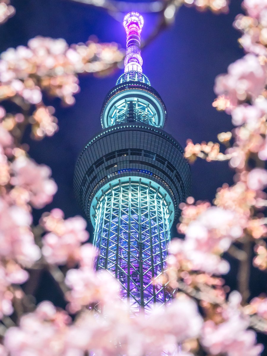 weak_s_days's tweet photo. 今年も河津桜の額縁スカイツリーが撮れました。 https://t.co/Yl9slaA0Kx