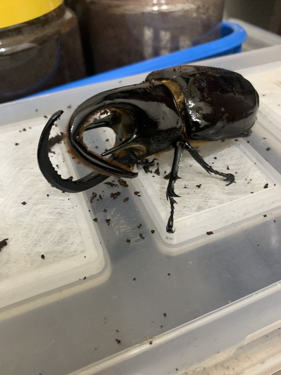 タカクワi (@okameinkoaikou) / Posts / X