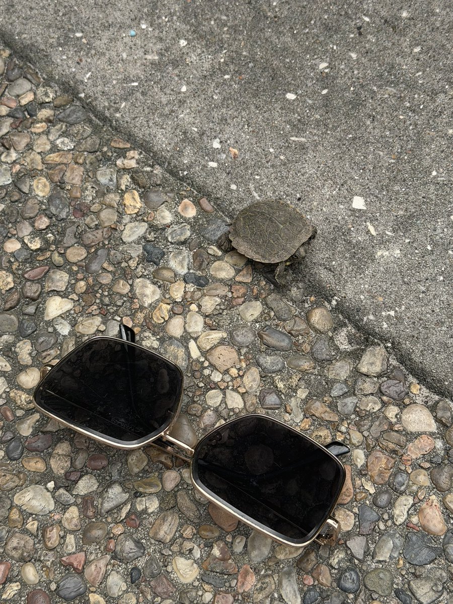 LOOK AT THIS TEENY TINY TURTLE I FOUND OUTSIDE MY HOUSE (sunglasses for reference)
